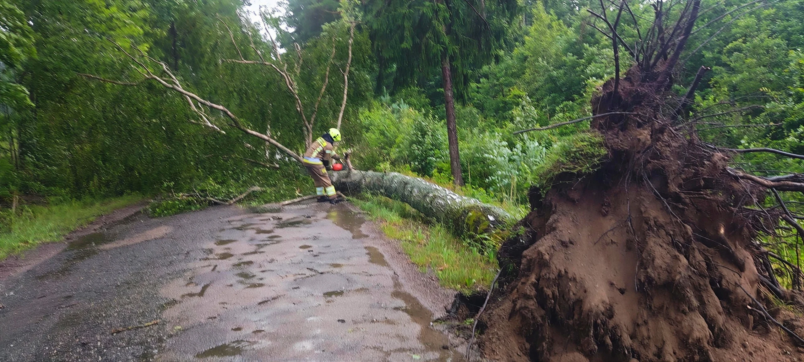 Strażacy usuwali powalone drzewa w kilku miejscowościach gminy — zdjęcie 11