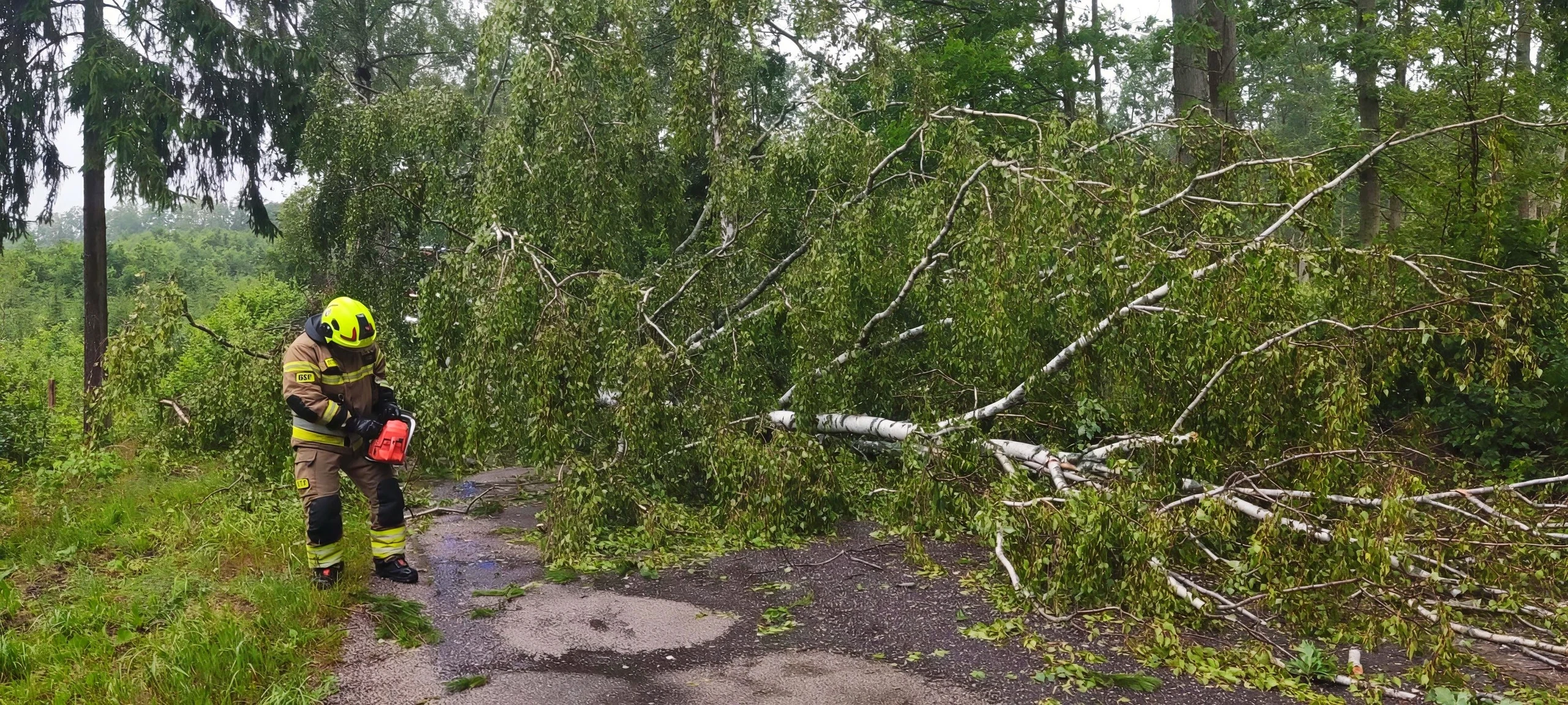 Strażacy usuwali powalone drzewa w kilku miejscowościach gminy — zdjęcie 14