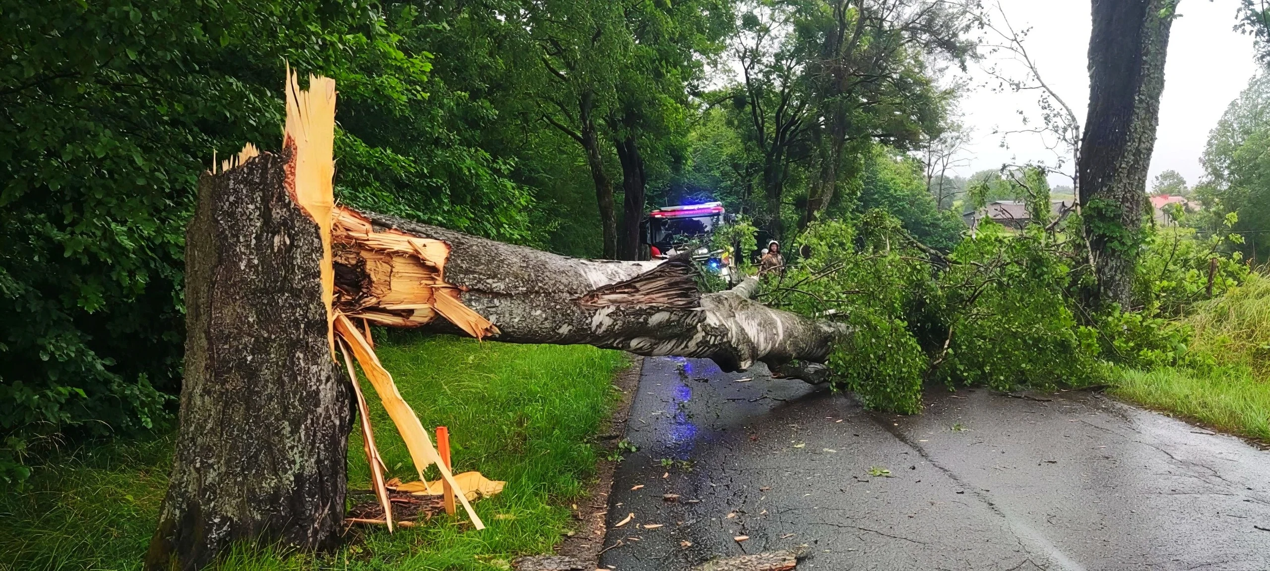 Strażacy usuwali powalone drzewa w kilku miejscowościach gminy — zdjęcie 15